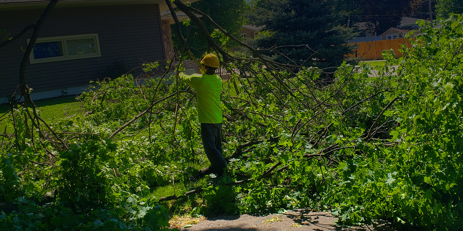 We Care About Your Trees