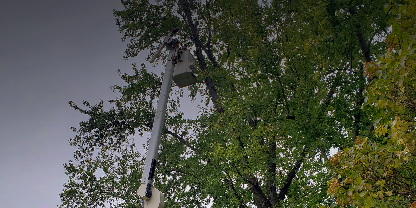 Your Trees Are Our Priority