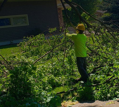 We Care About Your Trees